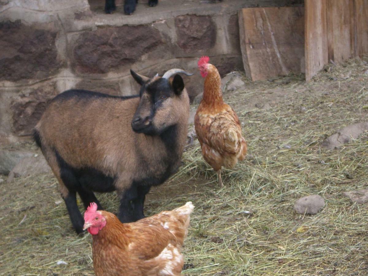Kompatscherhof Castelrotto Dış mekan fotoğraf