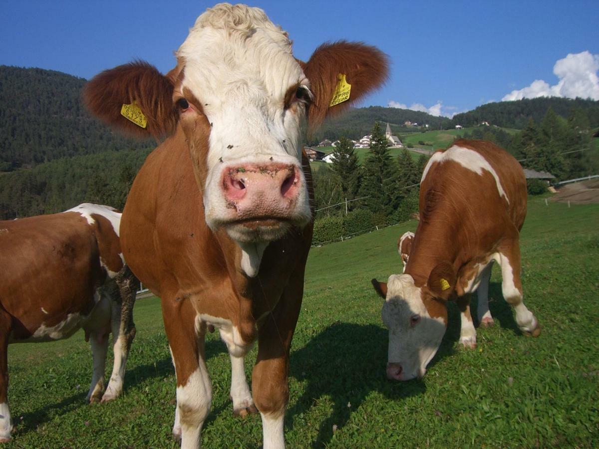 Kompatscherhof Castelrotto Dış mekan fotoğraf